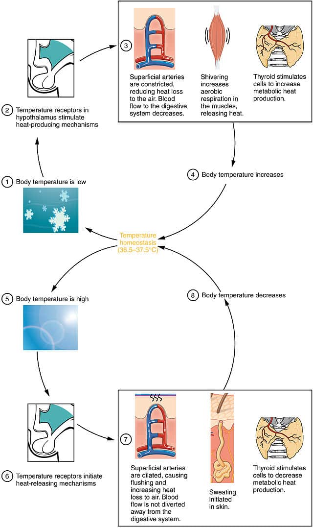 The_Hypothalamus_Controls_Thermoregulation (1)