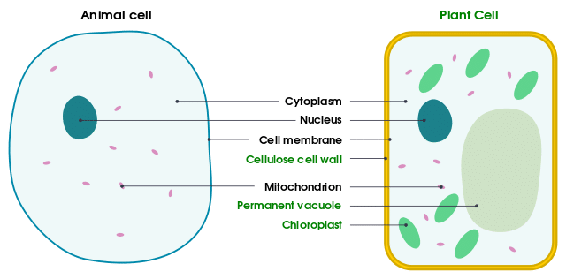 The general schematic design of an animal cell versus a plant cell