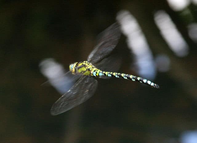 A dragonfly in flight