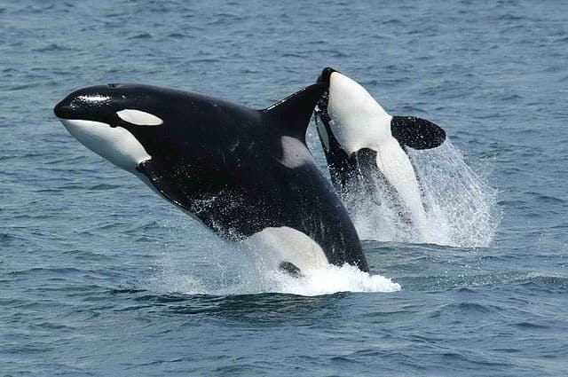 Orcas photographed off the coast of Alaska