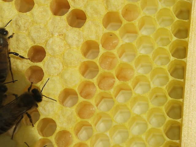 A freshly made brood comb—the beeswax structure for the queen bee to lay her eggs