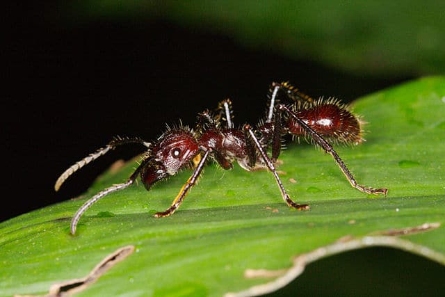 Bullet ants