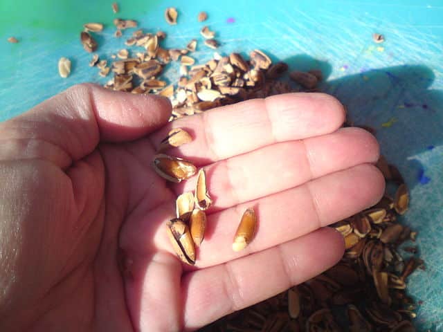 Pine_seeds_and_nuts_in_hand