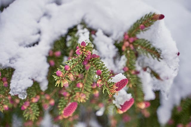Winter spring trees