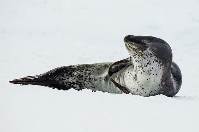 A leopard seal photographed in the Antarctic Sound