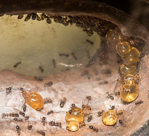 Look how the honeypot ants stay put on the walls of the nests, bubbly with amber-colored honey