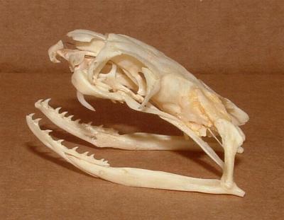 The skull of the king cobra