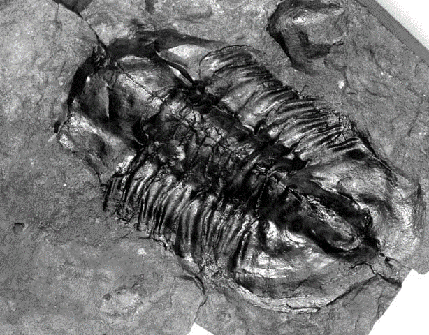 Trilobite fossil found in the Grand Canyon