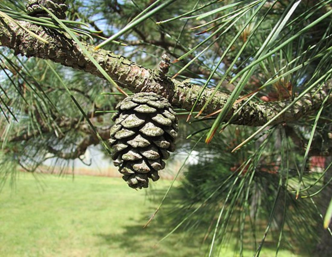 Red pines produce small, ovoid cones