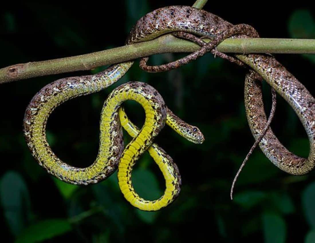 Can Snakes Actually Climb Walls? - Smore Science