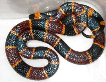 The Eastern Coral Snake, Micrurus fulvius