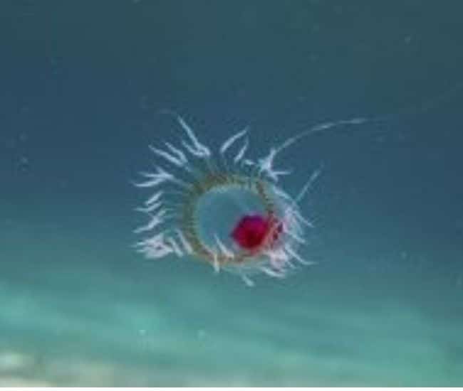 Turritopsis dohrnii
