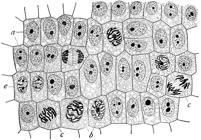 Onion root-tip cells as seen under a microscope