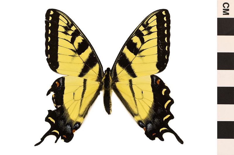 Appalachan Tiger Swallowtail