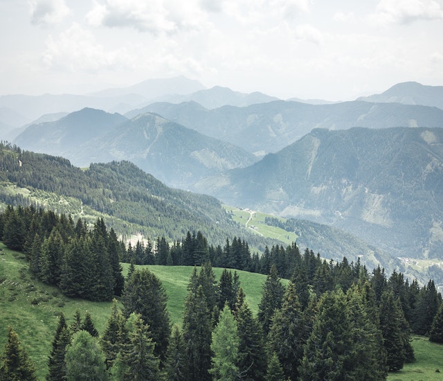 Temperate forests all over the world are covered by conifers