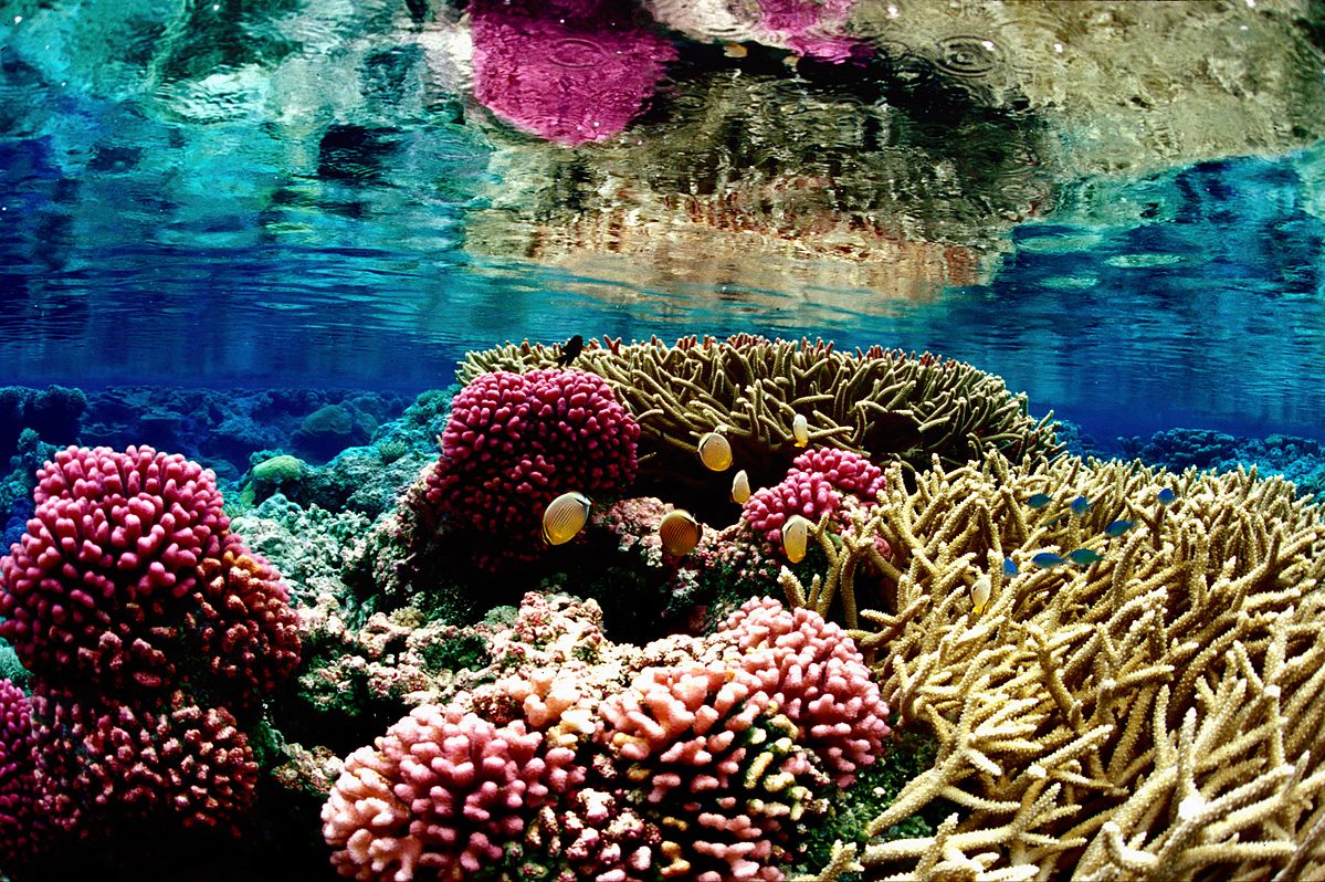 Coral Reefs