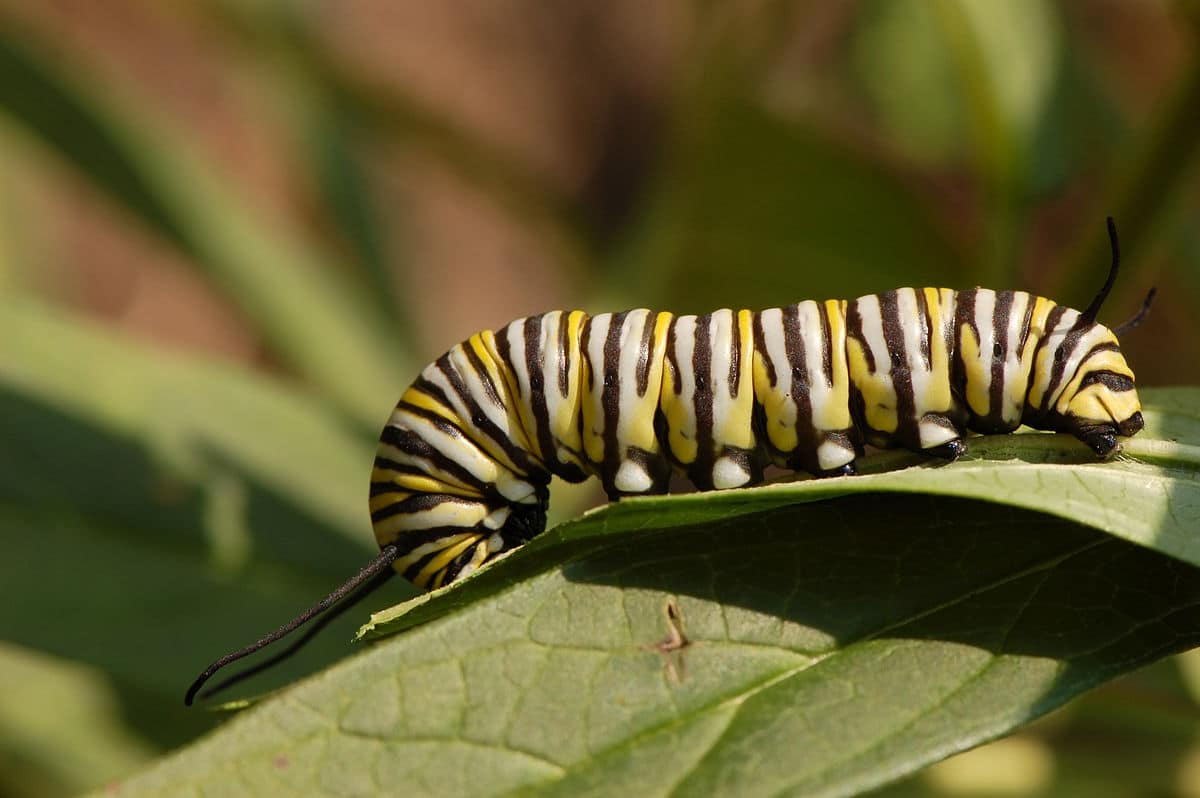A monarch caterpillar.