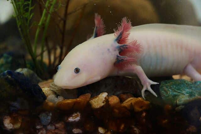 Axolotl_ambystoma_mexicanum_anfibio_ASAG