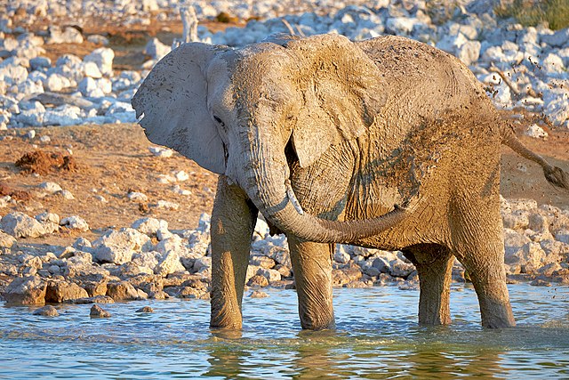 Elephants use their trunks to suck up and shower themselves with water