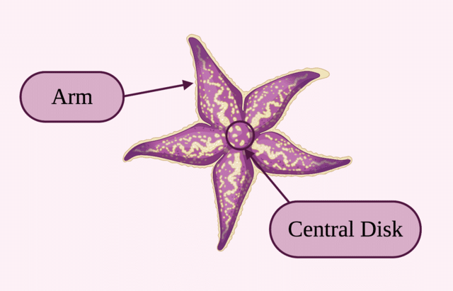 Simple_Sea_Star_Body_Plan