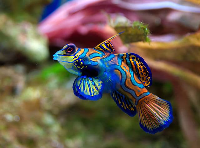 Fishes of all shapes and colors traverse the waters of the world