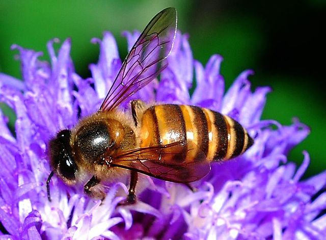 The common worker bee