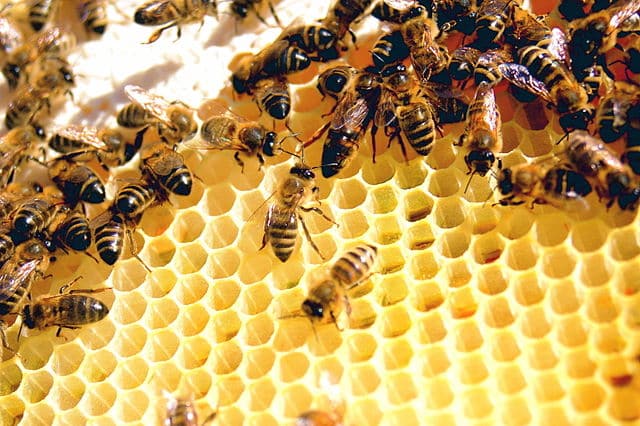 Bees are social beings