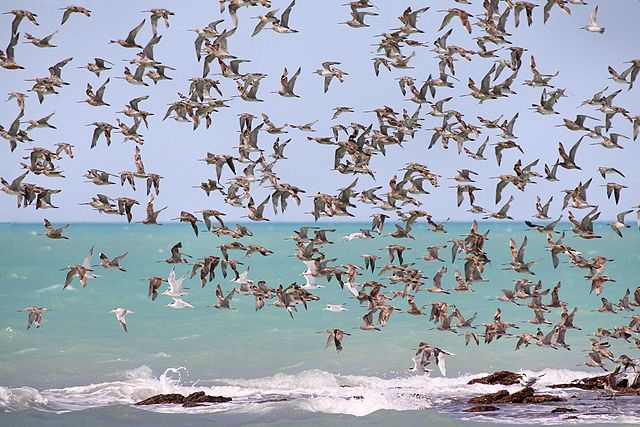 Migrating Waders in Australia