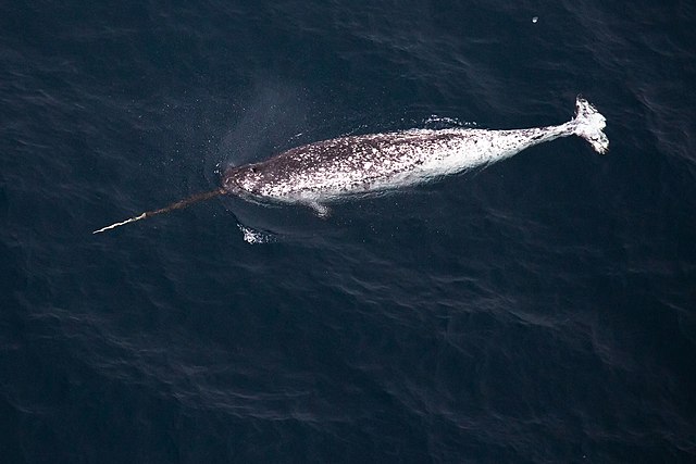The global population of narwhals have a status of least concern