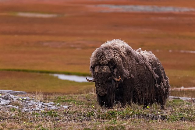 Musk Ox