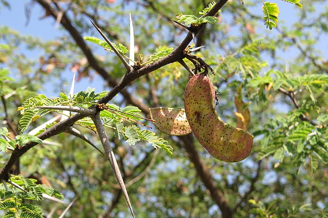 Acacia_horrida_-_Robber-thorn_Tree_at_Theni.