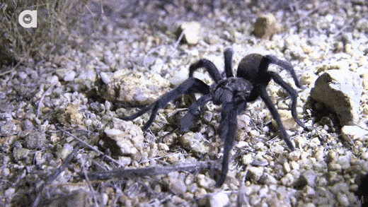 Acid_Spraying_Vinegaroon
