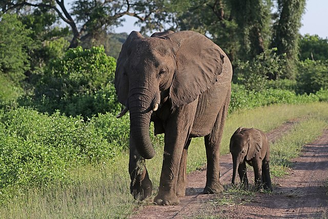 African elephants – the largest land animals on Earth today