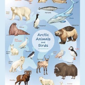 Arctic Animals Poster-Revised-Compressed (1)