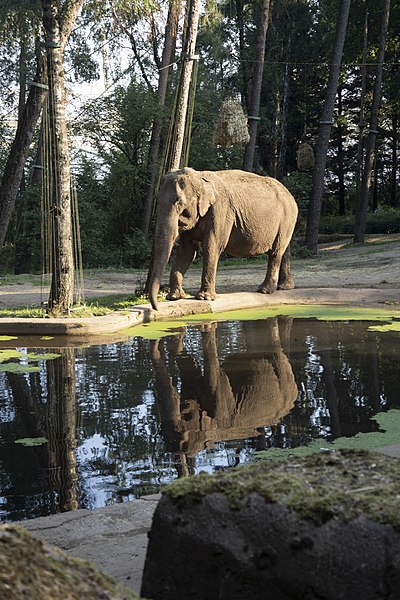 The Asian elephants