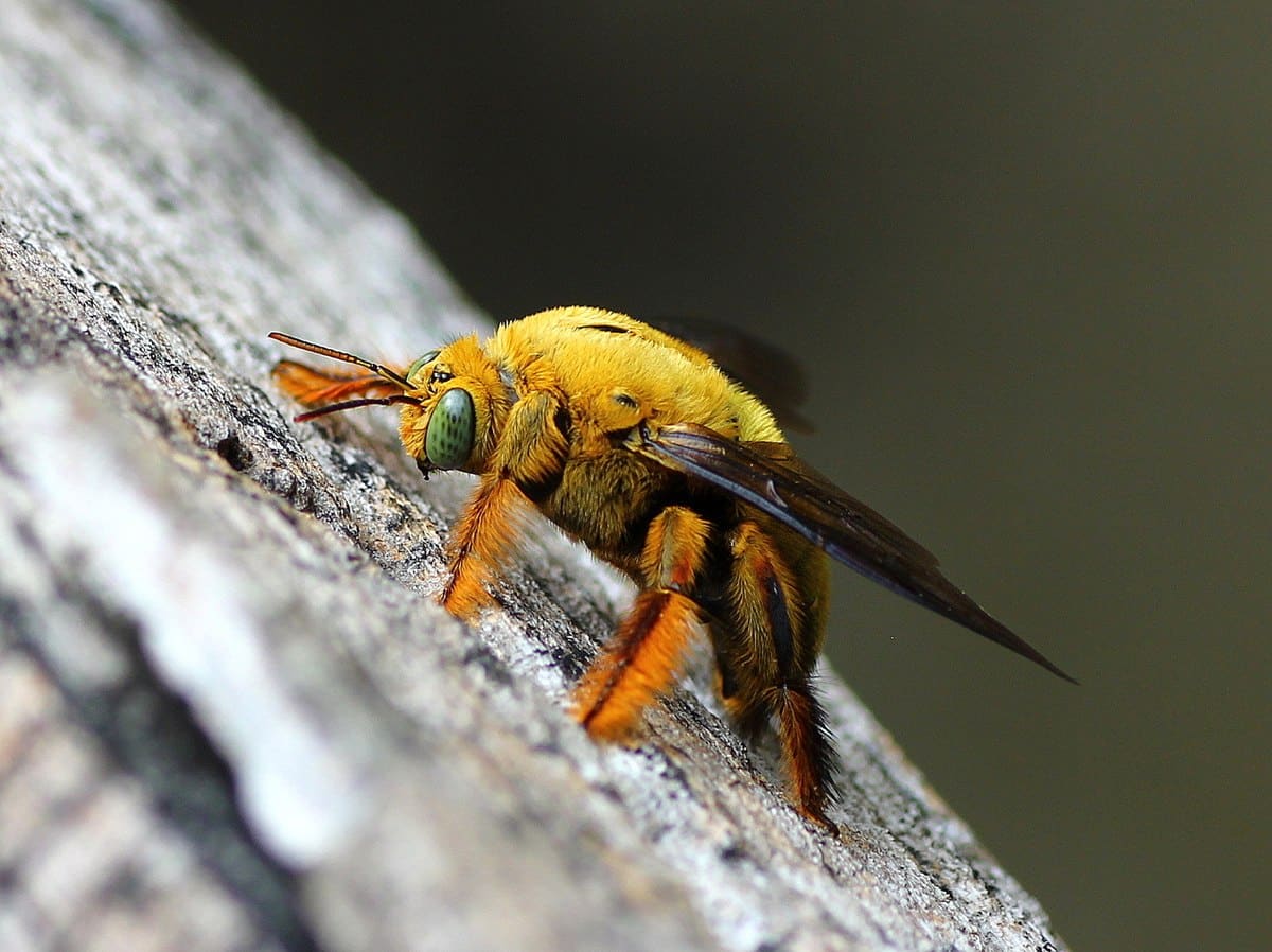 Insect (Carpenter bee) at Taman Negara Johor Pulau Kukup