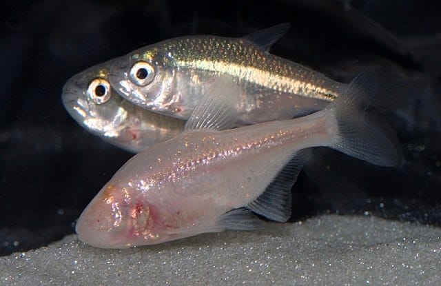 Mexican cave fish pictured next to other types of pigmented and sighted tetras