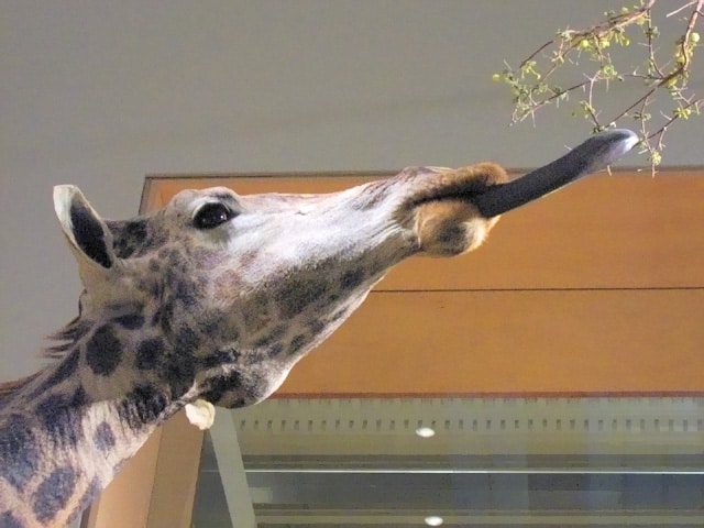 Giraffe_(head)