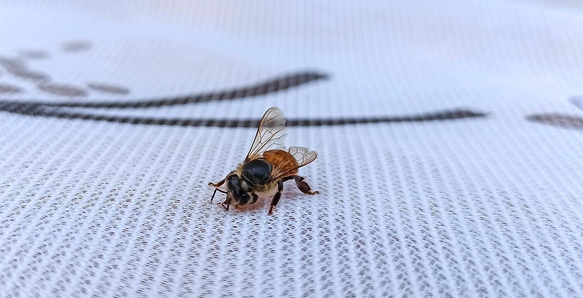 Honey Bee
