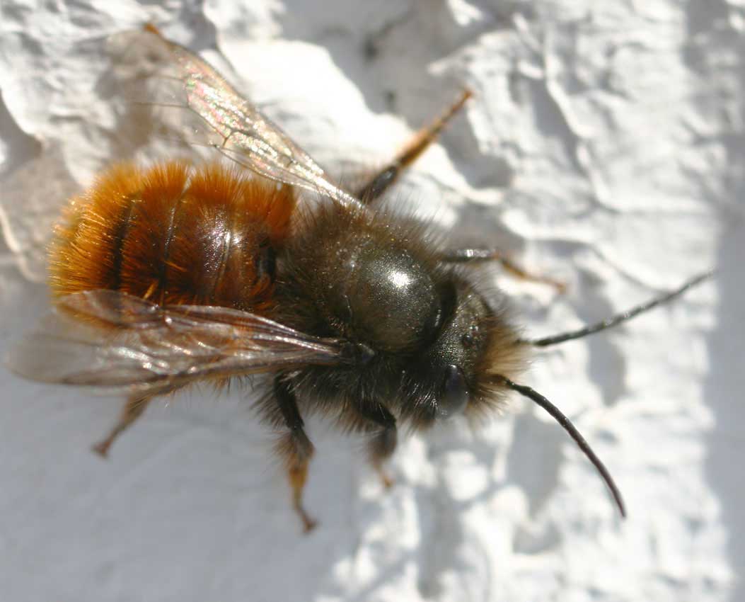 The Mason Bee