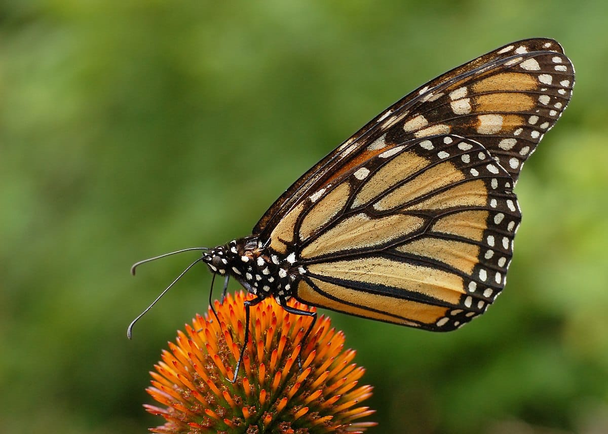 Monarch_Butterfly