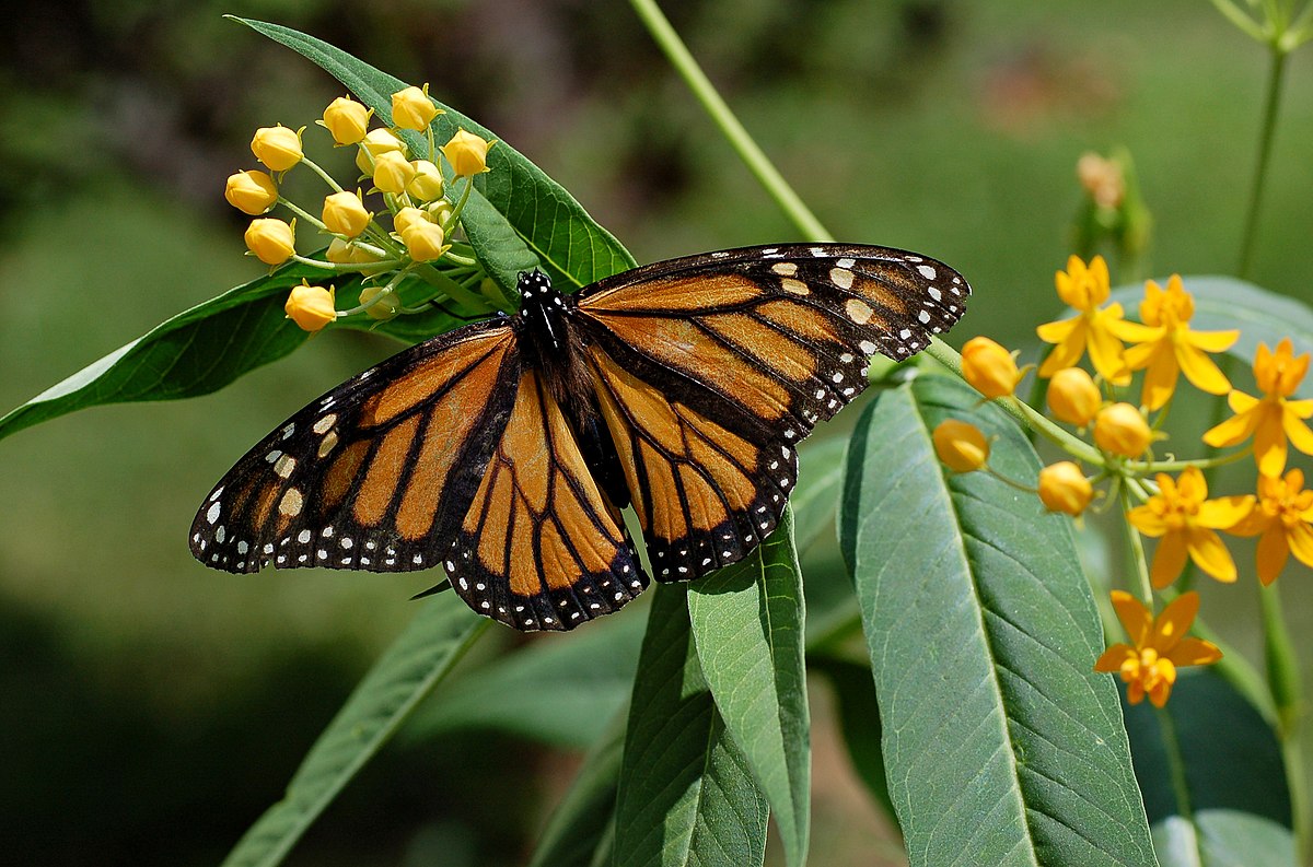 Monarch butterflies feeds on a Mexican milkweed plant.