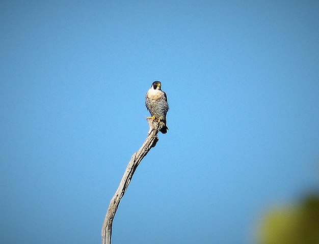 Peregrines usually sit perched on top of high places, like trees or even tall buildings, in search of their next target