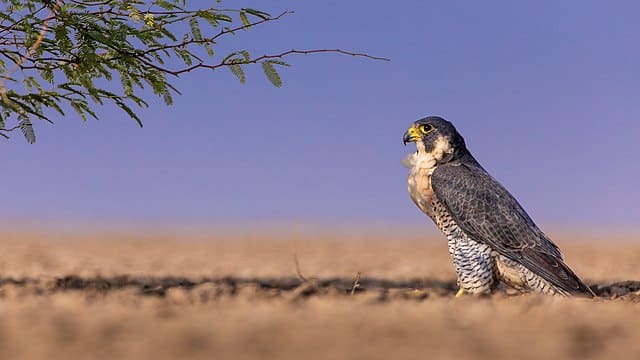 Meet the peregrine falcon, the fastest animal on Earth