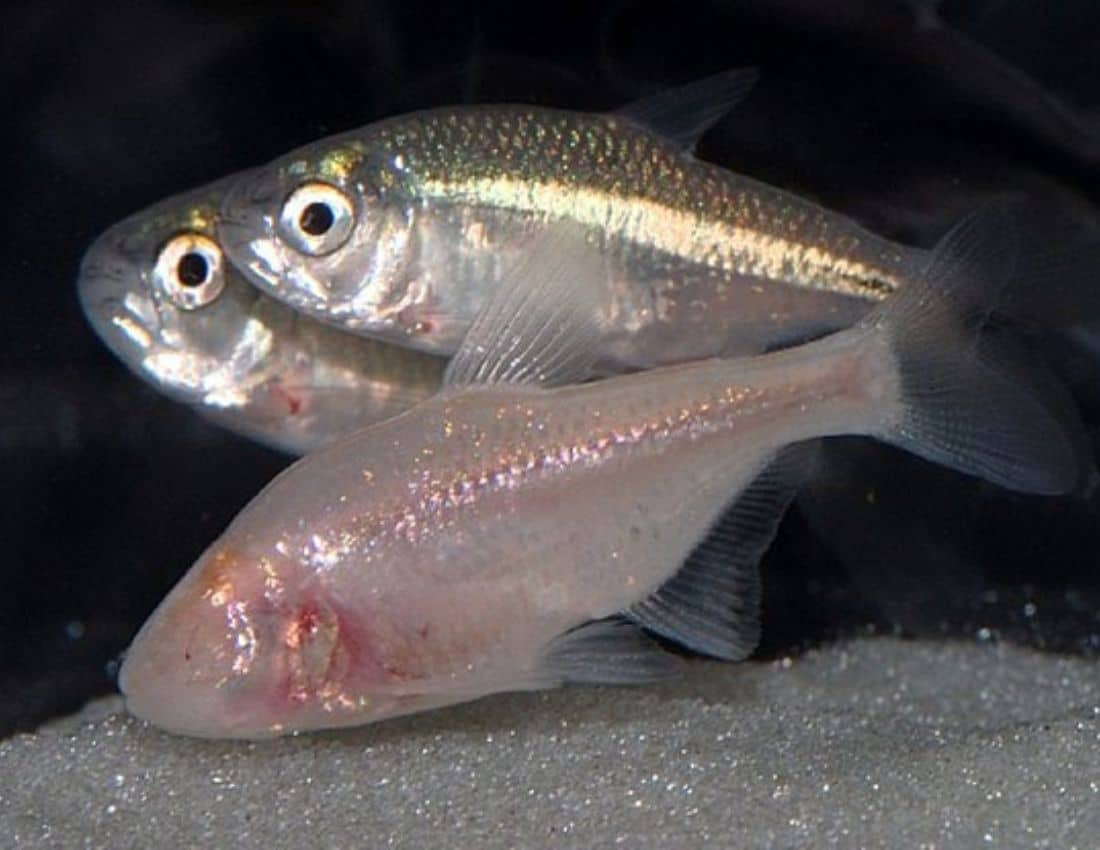 Mexican cave fish pictured next to other types of pigmented and sighted tetras