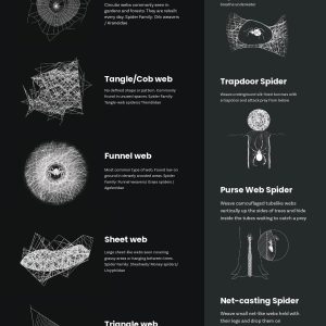 Types of Spider Webs