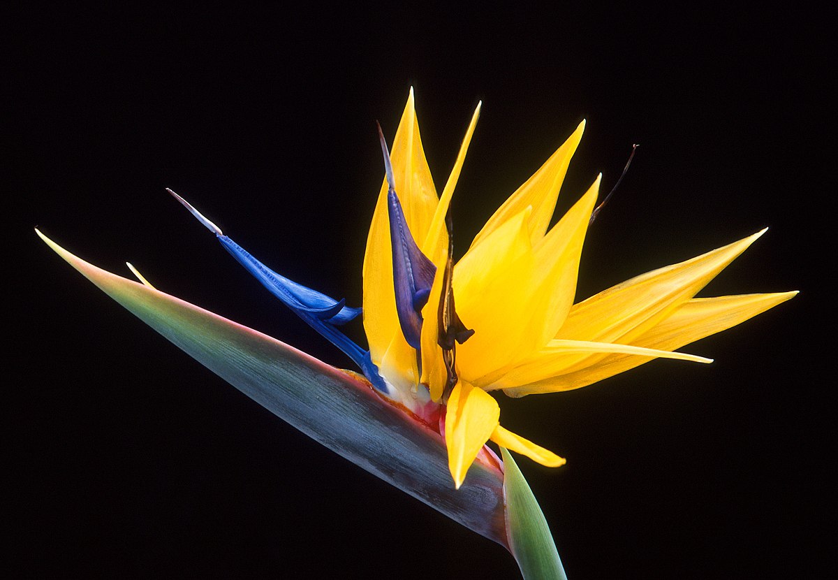 Some species of crane flowers are colorful
