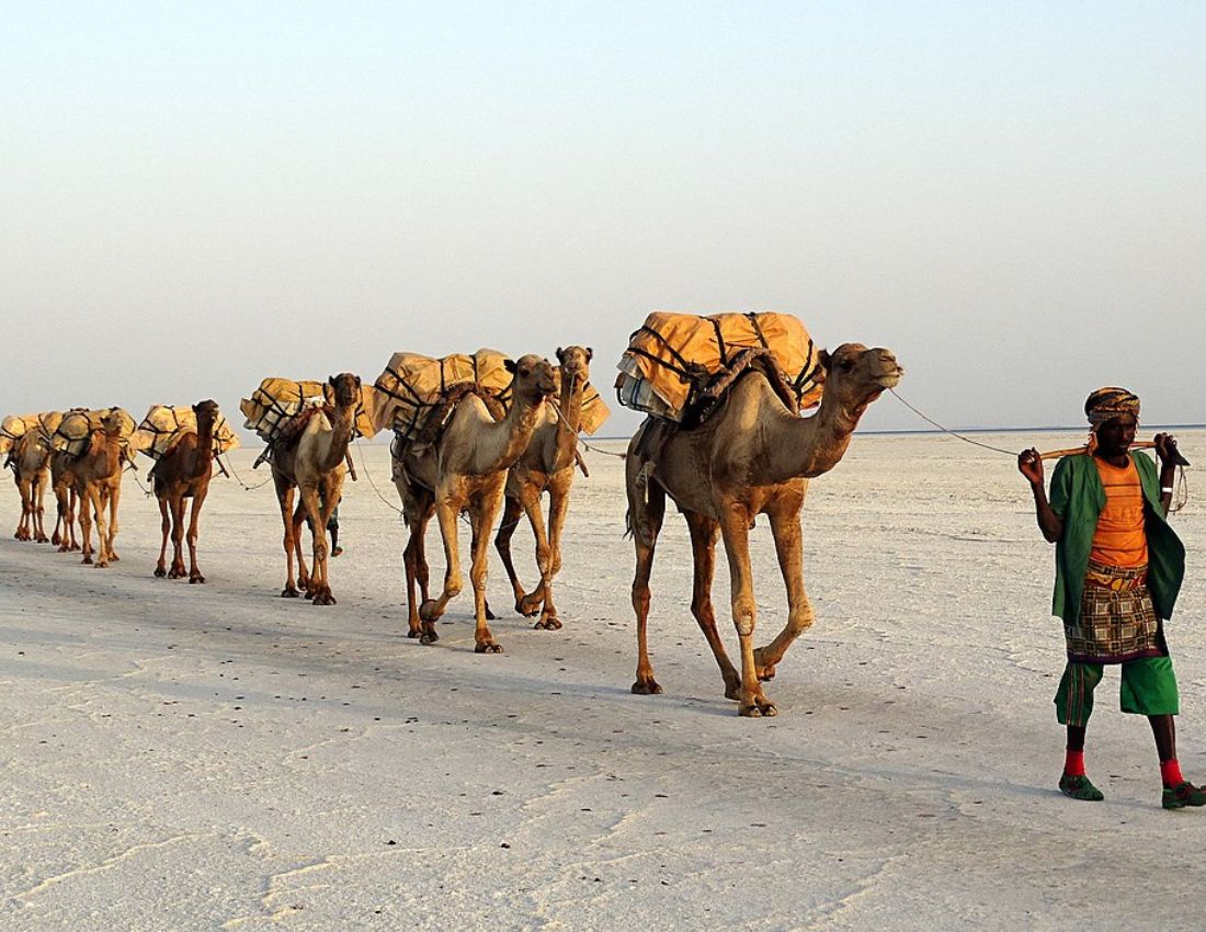 Camels