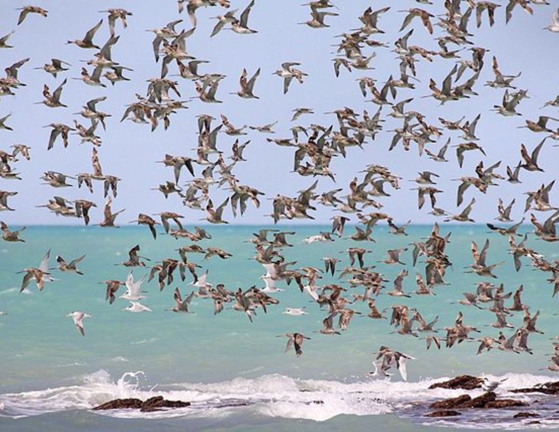 Migrating Waders in Australia