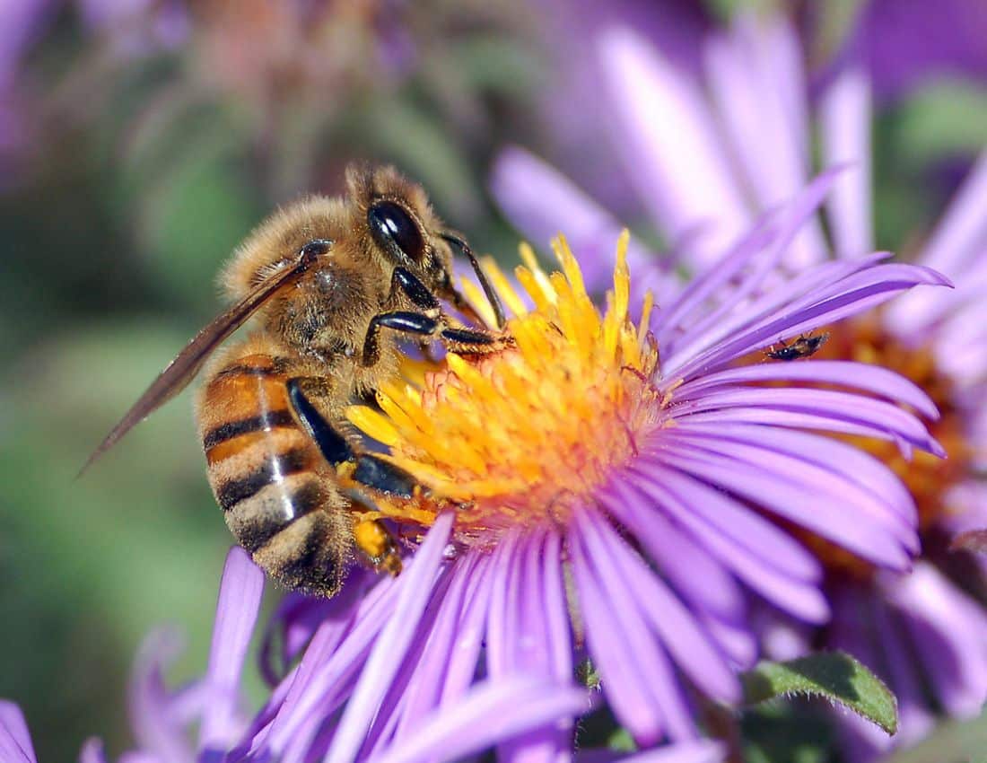European Honey bee